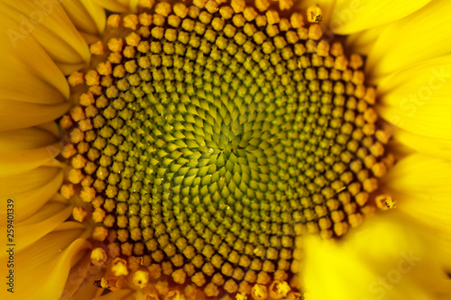 beautiful warm pollen yellow flowers of an unripe sunflower close-up, top view, summer, background for a postcard. macro photo © Yuliia