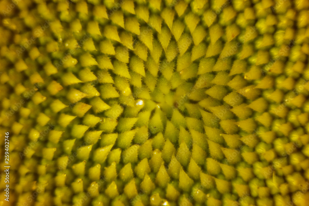 beautiful warm pollen yellow flowers of an unripe sunflower close-up, top view, summer, background for a postcard. macro photo