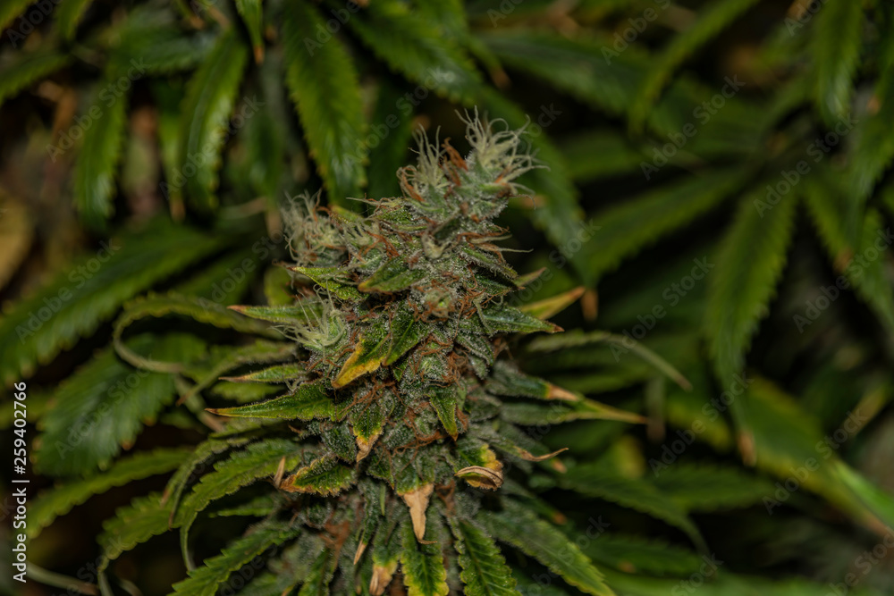 Color Afghan kush special variety of marijuana flower aged blooms before harvest