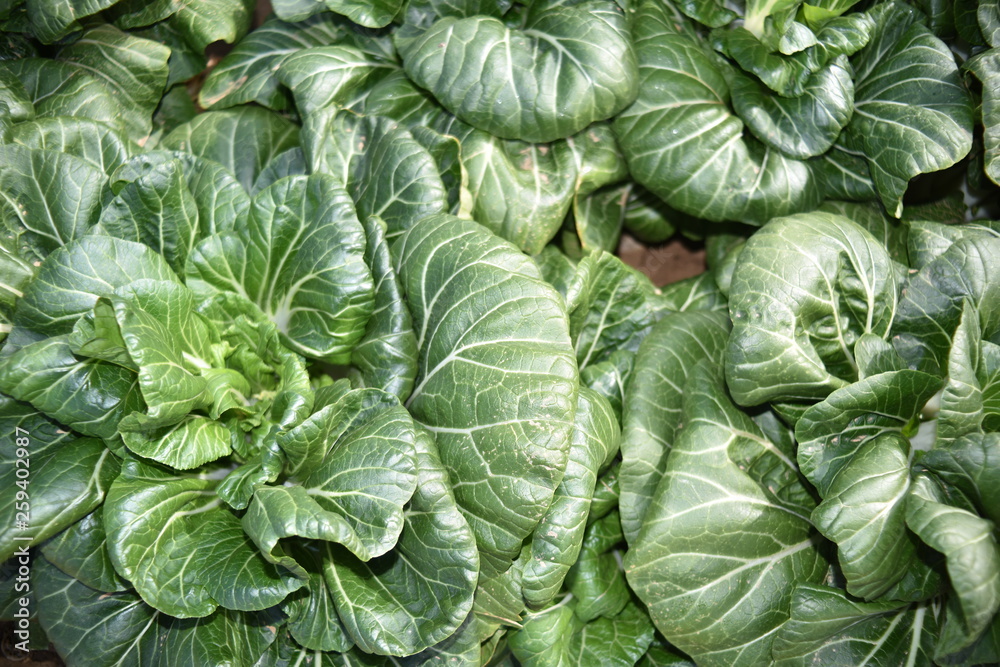 Bok Choy field in Arizona. Also called pak choi. It is a Chinese cabbage. Bok Choy field in Arizona. Also called pak choi. It is a Chinese cabbage.