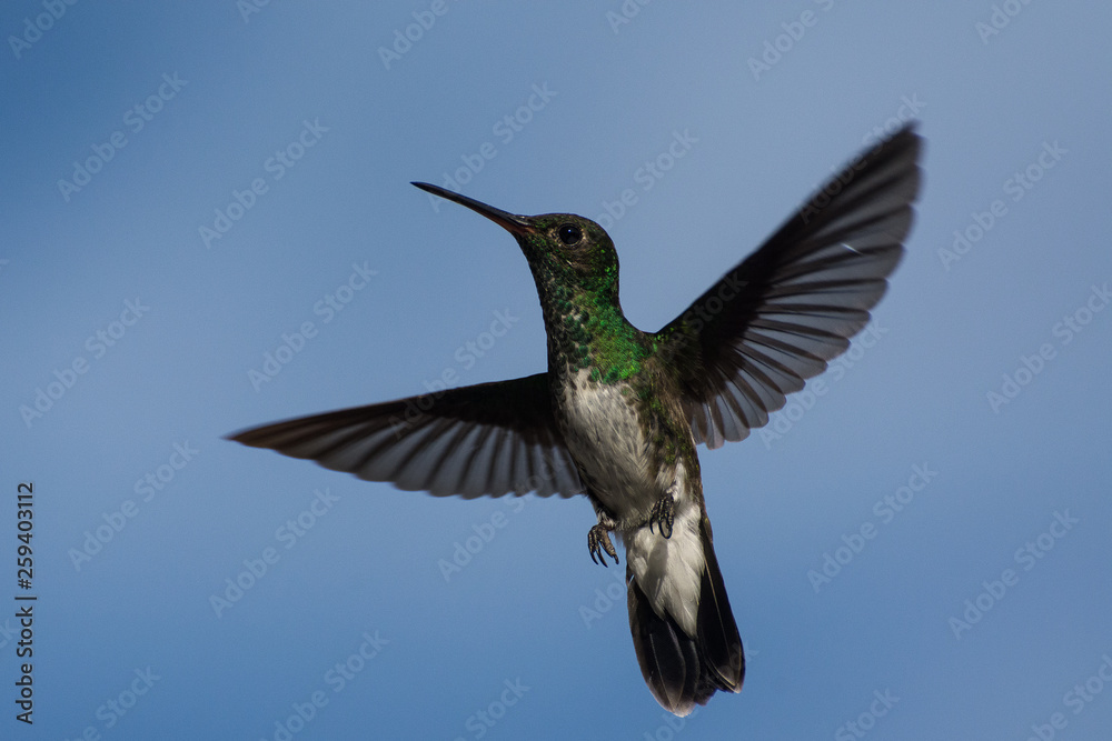 Obraz premium Natureza