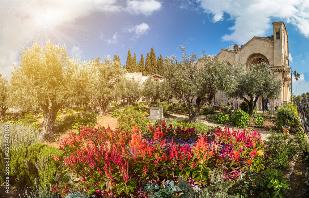 Gethsemane garden, Mount of Olives, Jerusalem, Israel