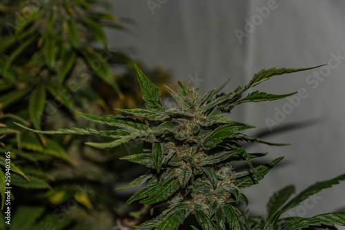 Green Bubba kush variety of marijuana flower aged blooms before harvest