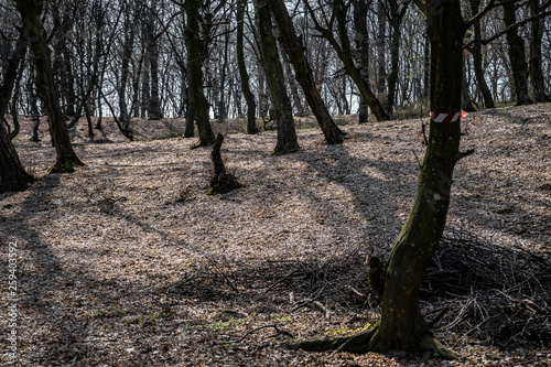 Hoia Baciu - Haunted Forest, Romania photo