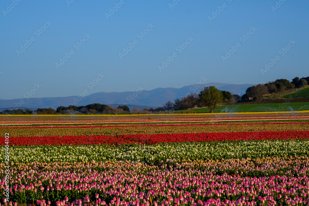Champ de tulipes en Provence, France. Montagne de Lure en arrière plan. 