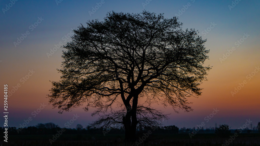 Morningtree Morningtree