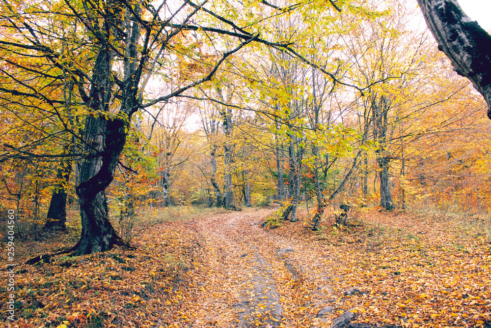 beautiful autumn in the forest beautiful autumn in the forest