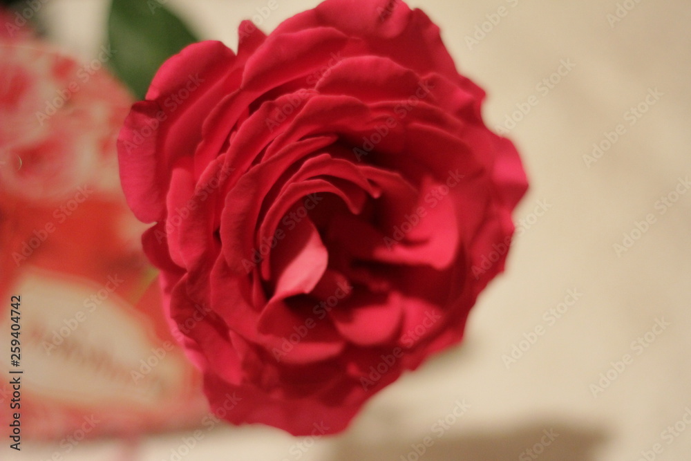 Naklejka premium Roses