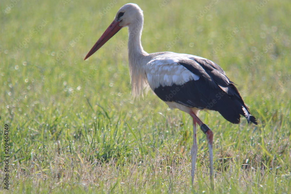 Naklejka premium Weißstorch