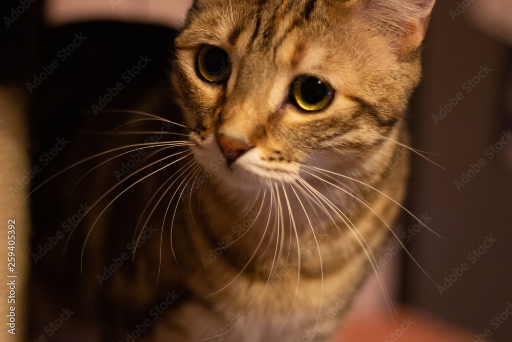 chaton vanille chaton vanille