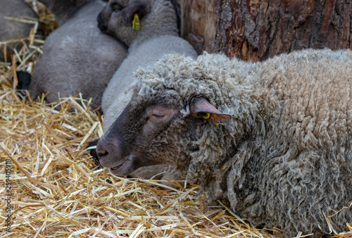 beautiful adult gray sheep sleeping on the hay