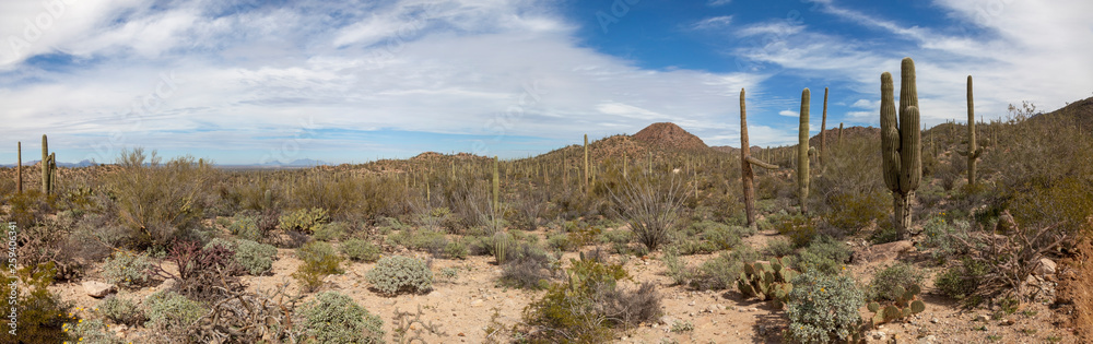 Arizona desert panorama, Tucson, Arizona.