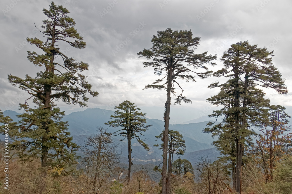 Bhutan, Asia – mountainous, forest landscapes. Bhutan, Asia – mountainous, forest landscapes.