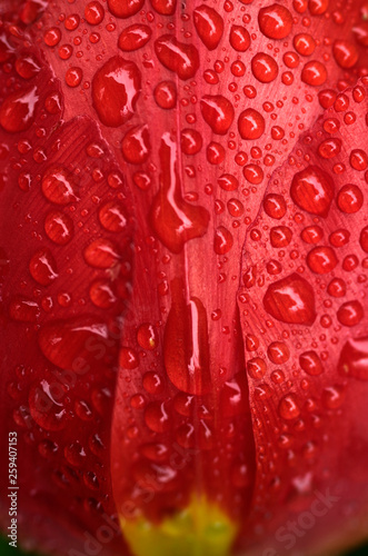 Water droplets on red tulip.
