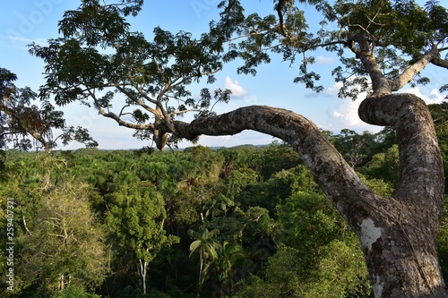 Tree branch in the jungle