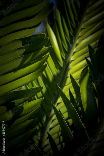 les grosses feuilles d une plante tropicale au format verticale