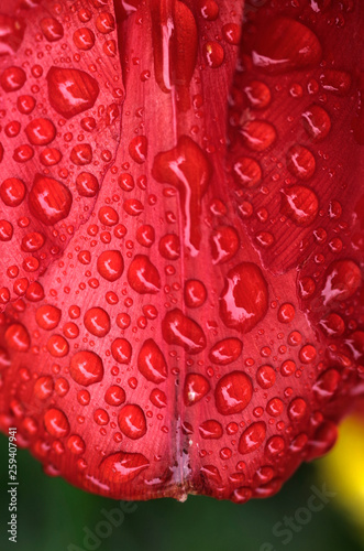 Water droplets on red tulip.
