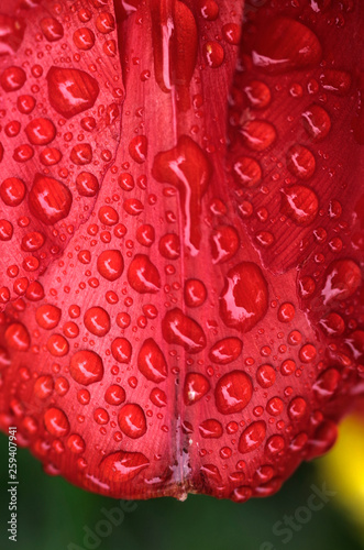 Water droplets on red tulip. © Kosma Kurlowicz