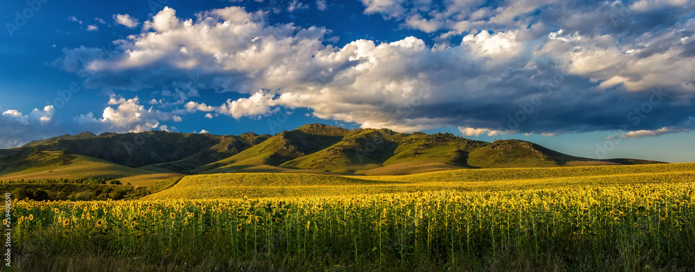 Large field of sunflowers among the hills. Panoramic view. Sunset time