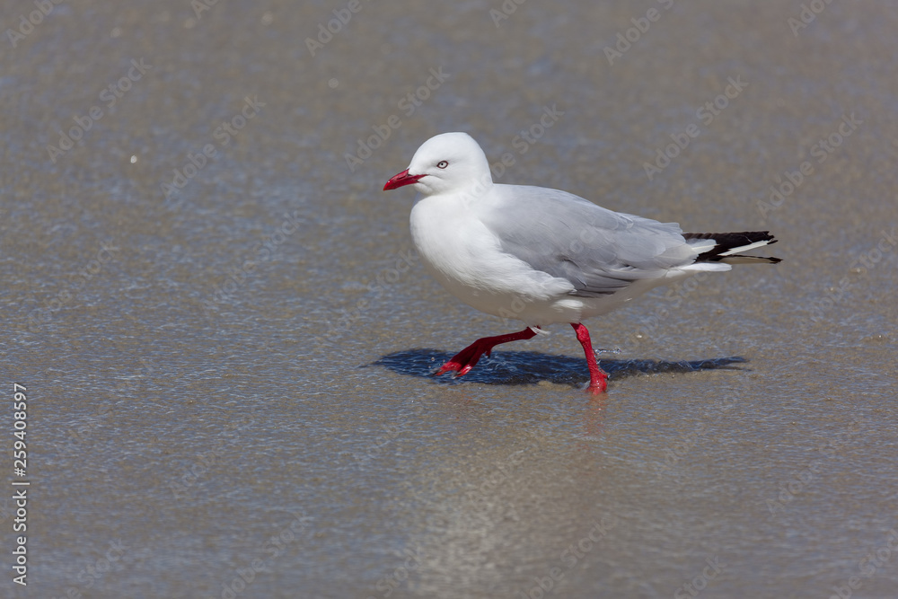 Red-billed Gull (Chroicocephalus scopulinus) Red-billed Gull (Chroicocephalus scopulinus)
