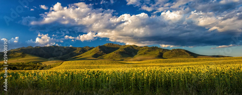 Large field of sunflowers among the hills. Panoramic view. Sunset time © Alex Sipeta
