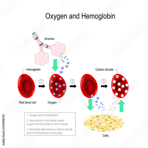 Oxygen and hemoglobin.