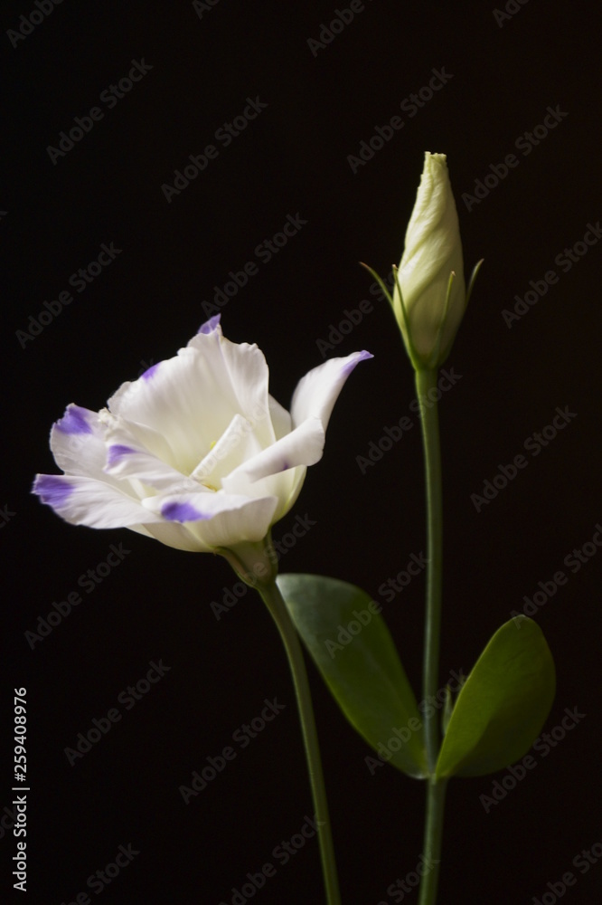 Fototapeta premium Eustoma buds , lisianthus or prairie gentian 