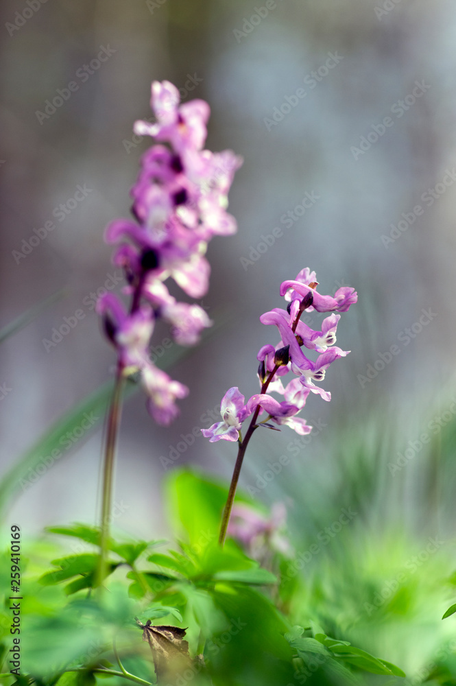 Corydalis cava early spring wild forest flowers in bloom, white violet purple flowering beautiful small plants Corydalis cava early spring wild forest flowers in bloom, white violet purple flowering beautiful small plants