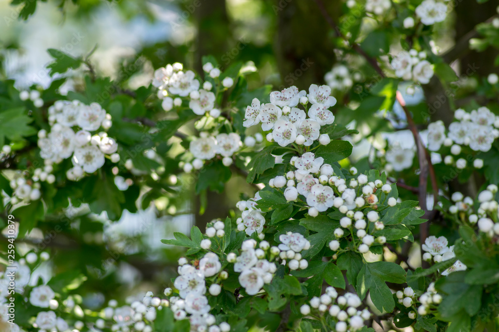 Crataegus laevigata hawthorn tree in bloom during springtime, branches with green leaves and group of flowers and buds petals
