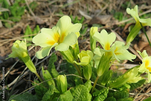 Yellow primula flowers in the garden in spring, closeup