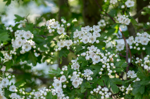 Crataegus laevigata hawthorn tree in bloom during springtime, branches with green leaves and group of flowers and buds petals