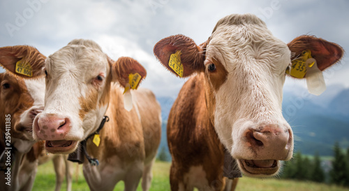 Junge Rinder auf der Alm © Andreas Kretschmer