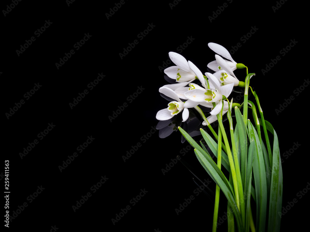 snowdrops on a black background snowdrops on a black background