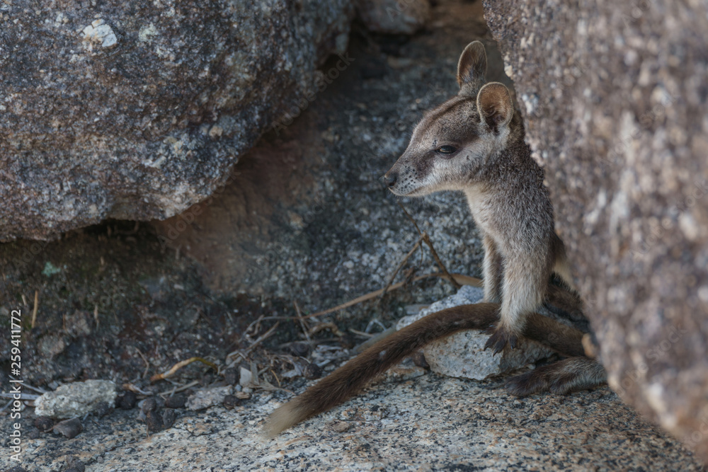 Naklejka premium Kleine Kängurus (Wallabys) im Granite Gorge Nature Park in Queensland Australien