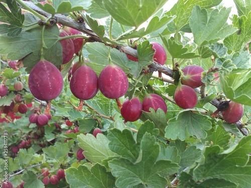 red apples on a tree