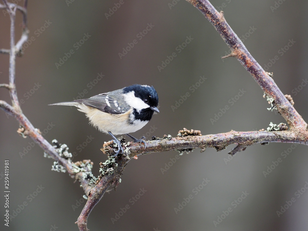 Naklejka premium Coal tit, Parus ater