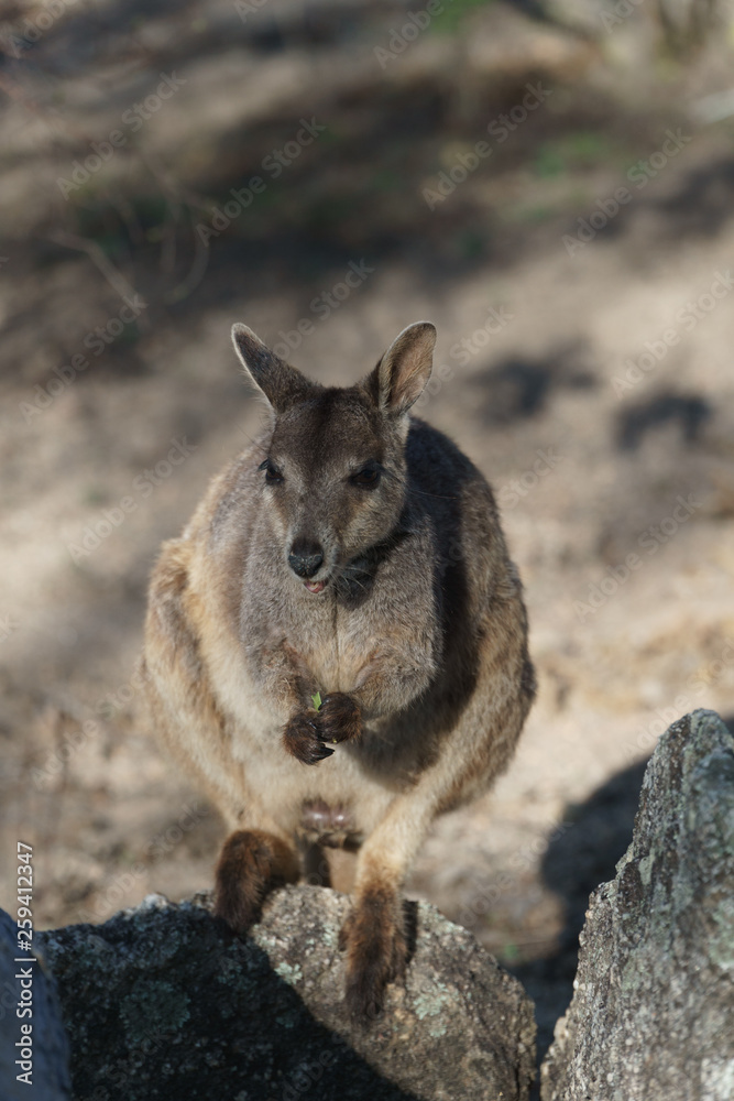 Fototapeta premium Kleine Kängurus (Wallabys) im Granite Gorge Nature Park in Queensland Australien