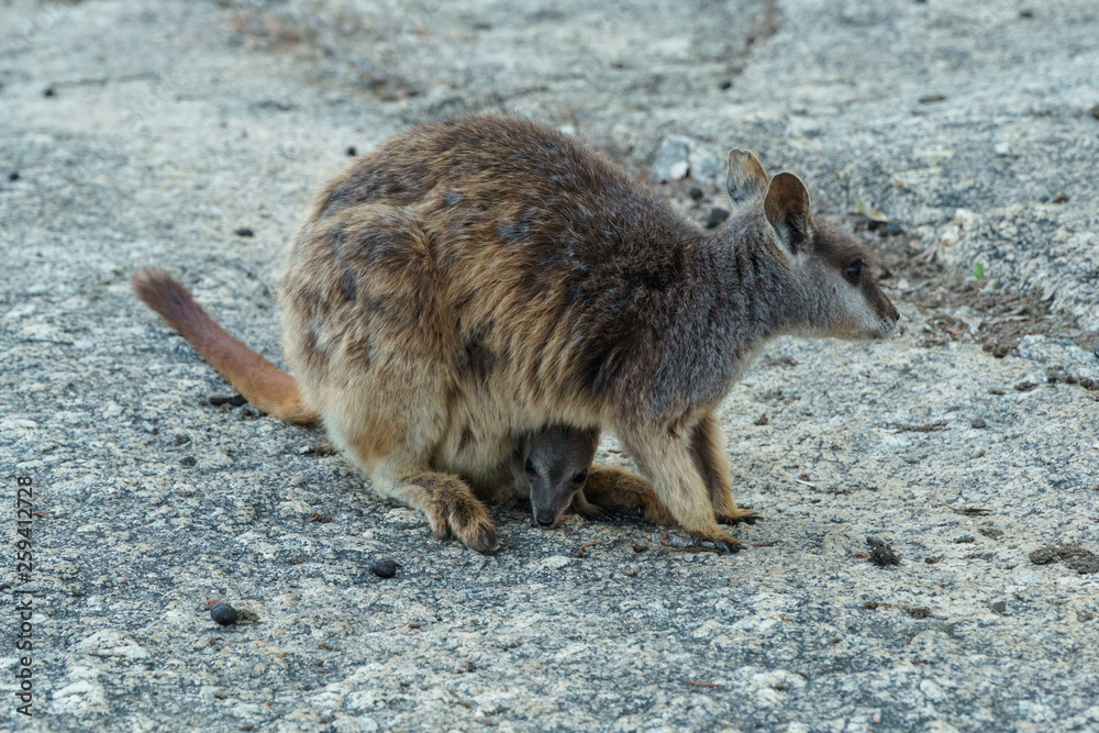 Kleine Kängurus (Wallabys) im Granite Gorge Nature Park in Queensland Australien Kleine Kängurus (Wallabys) im Granite Gorge Nature Park in Queensland Australien