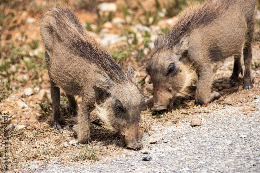 common warthog in Kruger National park, South Africa ; Specie Phacochoerus africanus family of Suidae common warthog in Kruger National park, South Africa ; Specie Phacochoerus africanus family of Suidae