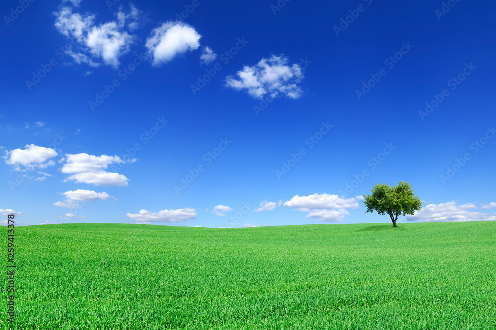 Idyllic landscape, lonely tree among green fields Idyllic landscape, lonely tree among green fields