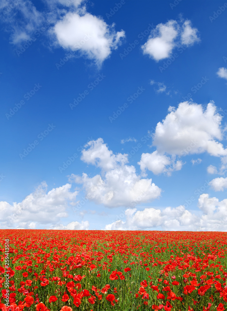 Idyllic view, meadow with red poppies blue sky in the background