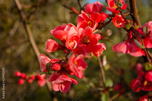 Bright spring red and pink blooming flowers on the shrub, delicate, young and colorful flowers bloom on the branches of bush on a sunny day