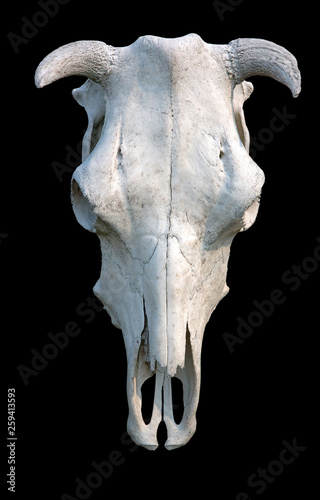 White cow skull on black background