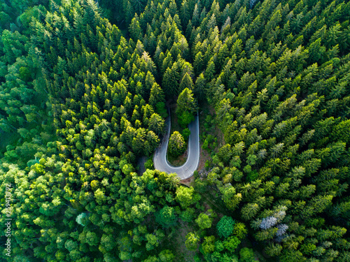 Overhead view of road passing through forest