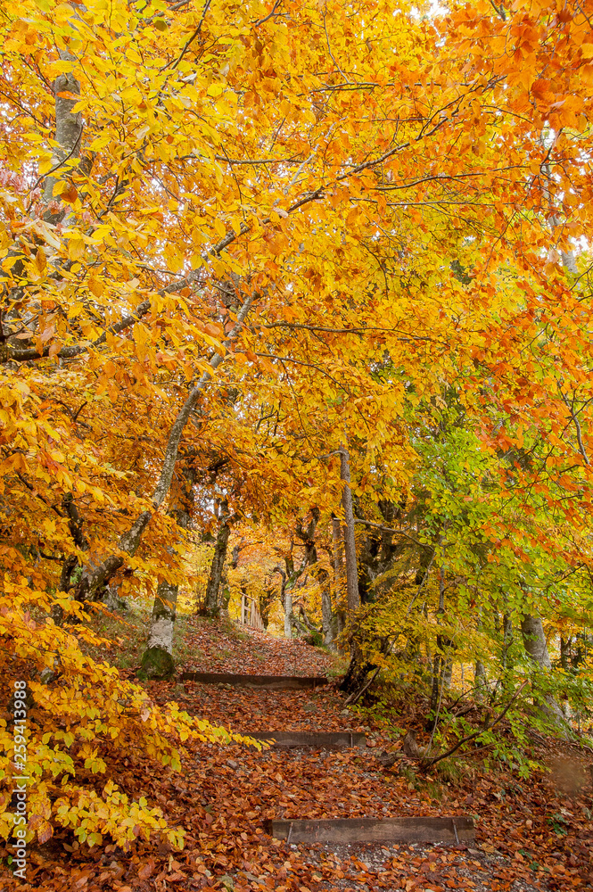 autum autum