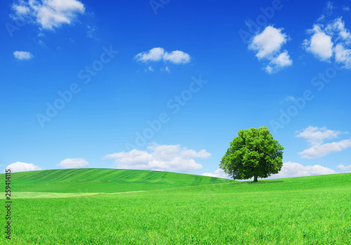 Spring view, lonely tree among green fields