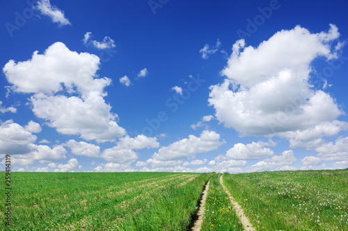 Idyllic view  rural path among green fields  blue sky in the bac