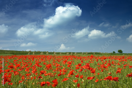Idyllic view  meadow with red poppies blue sky in the background