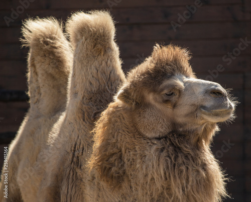 Fényképezés Portrait of beautiful brown camel. Horizontal color photography.