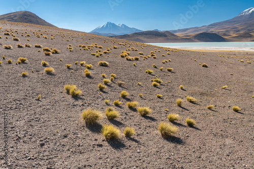 The amazing landscape views at Atacama Desert altiplano, at more than 4,000 masl. Impressive scenery of the desert going to an infinite horizon with lagoons and meadows going to the infinity at sunset photo